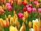 Amazing yellow red diverse tulips and tulip buds blooming in a park. Aladdin, Prince carnaval, Ruby red tulips. 