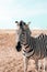 Amazing zebra on field in savanna against clear sky