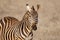 Amazing Zebra portrait. Tsavo west national park. Kenya. Africa