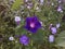 An amazingly beautiful navy blue flower in a combination of green leaves