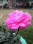 Amazingly beautiful pink rose