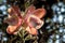 The amazingly complex flower of the Cannonball Tree has tentacle like structures very much like a sea amenome. Cannonball tree