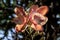 The amazingly complex flower of the Cannonball Tree has tentacle like structures very much like a sea amenome. Cannonball tree