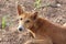 An amazingly innocent street dog looking at the camera as it was snapped. This is one of the loyal creature