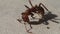 Amazon ant injured in battle