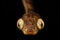 Amazon Basin Blunt-headed Tree Snake (Imantodes lentiferus)