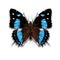 The Amazon beauty butterfly with black and blue wings from Amazonian forest from Brazil