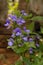 Amazon Blue, Brazilian Snapdragon, Otacanthus caeruleus