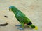 Amazon Blue Fronted Parrot walking on ground