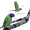 Amazon Blue-headed Parrot