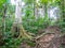 Amazon forest in the Madidi National Park, Bolivia