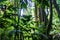 Amazon forest in the Madidi National Park, Bolivia