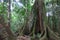 Amazon forest in the Madidi National Park, Bolivia