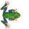 Amazon frog in a white background