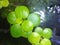 Amazon frogbit plant floating in the small aquarium