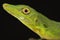 Amazon green anole Anolis punctatus