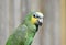 Amazon Green Parrot Bird close Up