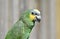 Amazon Green Parrot Bird close Up