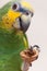 Amazon green parrot eating a nut close up