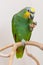 Amazon green parrot eating a nut close up