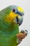 Amazon green parrot eating a nut close up