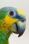 Amazon green parrot portret close up