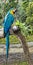 Amazon Jungle Parrot on Tree Branch