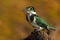 Amazon Kingfisher, Chloroceryle amazona, Green and white bird sitting on the branch, bird in the nature habitat, Baranco Alto, Pan