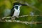 Amazon Kingfisher, Chloroceryle amazona. Green and white kingfisher bird sitting on the branch. Kingfisher in the nature habitat
