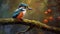 The Amazon Kingfisher on the rain forest