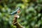 Amazon kingfisher sitting on a branch