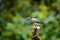 Amazon kingfisher sitting on a branch