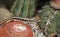 Amazon lava lizard, Tropidurus torquatus, on cactus