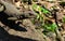 Amazon Lava Lizard Tropidurus torquatus Searching the Environm