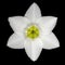 Amazon lily bloom