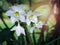 Amazon lily, Eucharis lily, Eucharis grandiflora, beautiful white flowers of a tropical plant with green leaves blooming in summer