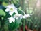 Amazon lily, Eucharis lily, Eucharis grandiflora, beautiful white flowers of a tropical plant with green leaves blooming in summer