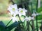 Amazon lily, Eucharis lily, Eucharis grandiflora, beautiful white flowers of a tropical plant with green leaves blooming in summer