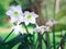 Amazon lily, Eucharis lily, Eucharis grandiflora, beautiful white flowers of a tropical plant with green leaves blooming in summer