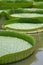 Amazon lily pads in asia