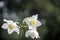 Amazon Lily ; White Eucharis Grandiflora Flowers