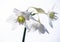 Amazon Lily ; White Eucharis Grandiflora Flowers