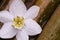 Amazon lily white flower on bamboo wood