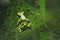 Amazon milk frog in terrarium. Dendrobates leucomelas