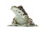 Amazon Milk Frog - Trachycephalus resinifictrix
