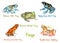 Amazon milk, Surinam horned , Dyeing poison dart frog, Strawberry poison frog, Variable clown tree frog isolated on white