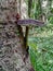 Amazon mushrooms, located in the national forest of the Tapajos, within the Amazon.