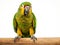 Amazon parrot