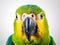 Amazon Parrot