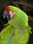 Amazon Parrot